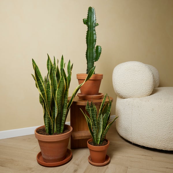 Bloomique - 2er Set - Sansevieria Laurentii - Bogenhanf - Sukkulenten - Zimmerpflanzen Groß - Sehr Pflegeleicht - Höhe 80-100 cm - Topf 21 cm