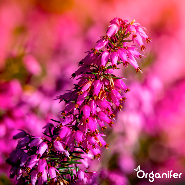 Hände halten zwei Töpfe mit blühendem rosa Heidekraut, Calluna vulgaris. Organifer Logo.