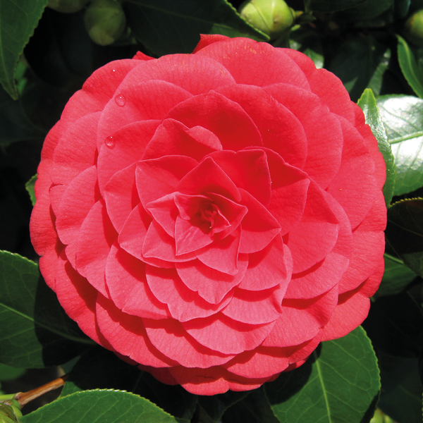 Camellia japonica 'Black Lace' - Japanische Rose - Strauch - Immergrün - ⌀15 cm - ↕30-35 cm