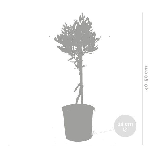 Bloomique - 2er Set - Olea Europaea - Olivenbaum Echt - Gartenpflanzen Winterhart - Höhe 40-50 cm - Topf 14 cm