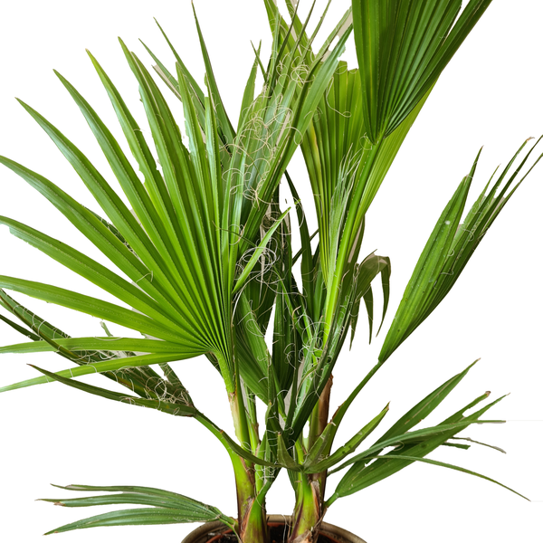Bloomique - Washingtonia Robusta - Mexikanische Fächerpalme - Palme - Winterharte Balkonpflanzen - Gartenpflanzen Winterhart - Höhe 70-80 cm - Topf 17 cm