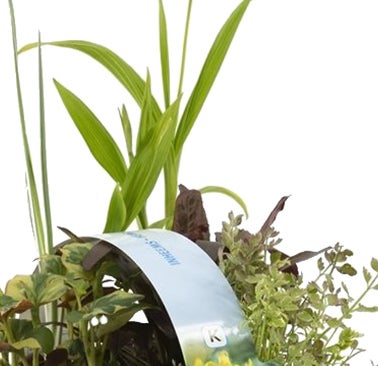 Bloomique - 6er Set - Heimische Teichpflanzen - Wasserpflanzen Miniteich - Zone 1 & 2 - Winterhart - Höhe 15-25 cm - Topf 9 cm