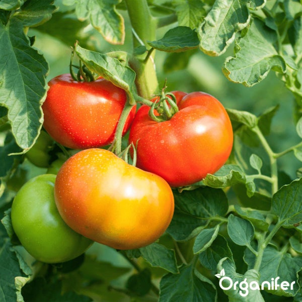 Reife und unreife Tomaten am Strauch