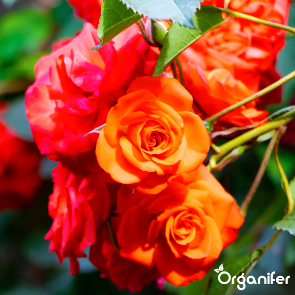 Nahaufnahme von orange-roten Rosen mit grünen Blättern. Organifer Logo.