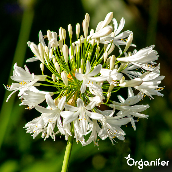 Weiße Schmucklilie Agapanthus in voller Blüte mit grünem Stiel. Organifer Logo.