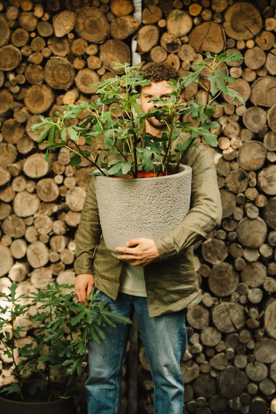 Ein Mann hält einen runden Pflanzkübel mit rauer Oberfläche und einem Feigenbaum vor einem Hintergrund aus gestapelten Holzscheiten.