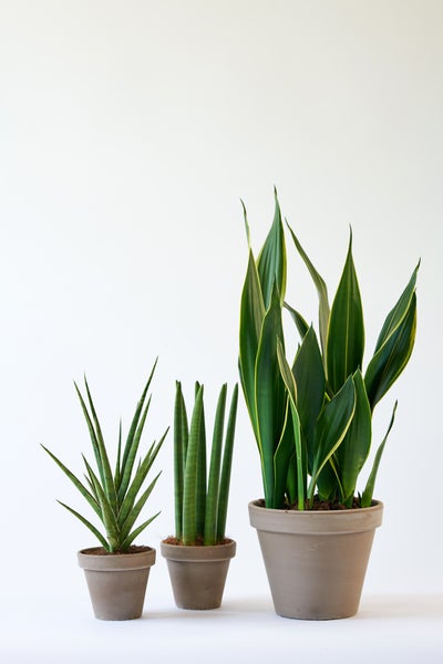 Bloomique - Sansevieria Black Coral - Schwiegermutterzunge - Bogenhanf - Zimmerpflanzen - Luftreinigend - Sehr pflegeleicht - 20-30 cm Hoch - Topf 12 cm