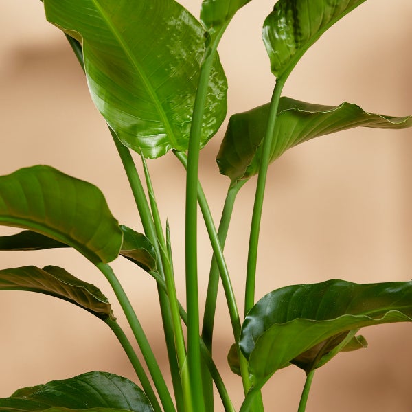 Bloomique - 2er Set - Strelitzia Nicolai - Strelitzie Pflanze - Paradiesvogel Pflanze - Paradiesvogelblume - Zimmerpflanzen Groß - Grünpflanzen Luftreinigend - Höhe 70-80 cm - Topf 17 cm