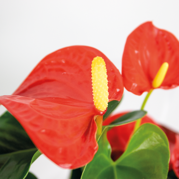 Bloomique - Anthurium Andreanum - Orange - Flamingoblume - Blühende Zimmerpflanzen - Pflegeleicht - Höhe 40-50 cm - Topf 14 cm