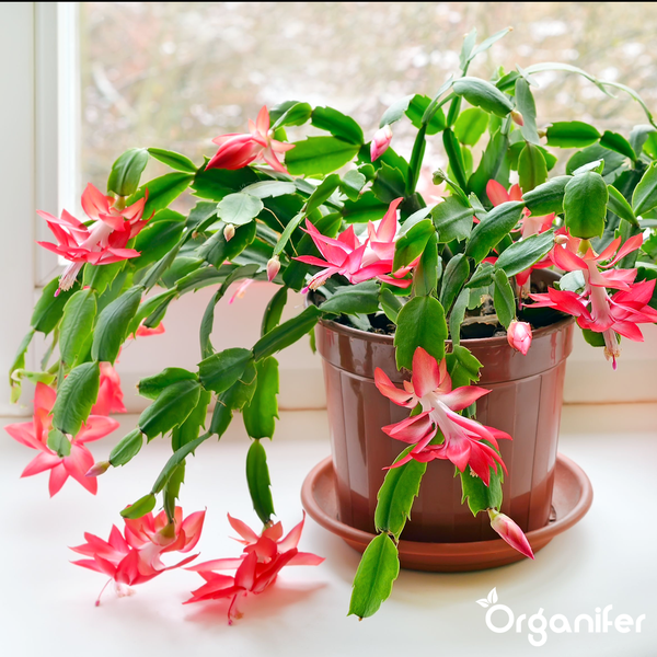 Weihnachtskaktus Schlumbergera mit pinken Blüten im braunen Kunststofftopf auf einer Fensterbank. Organifer Logo.