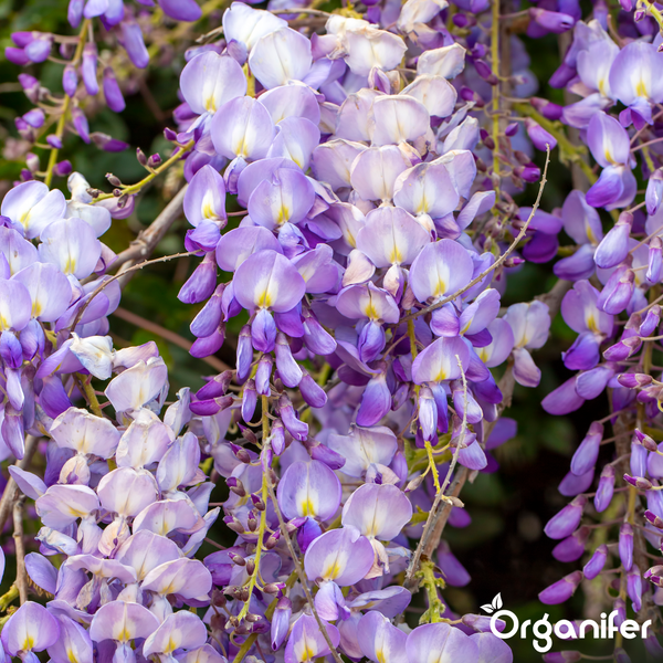 Blauregen (Wisteria sinensis) Blüten in hängenden Trauben mit Organifer Logo.