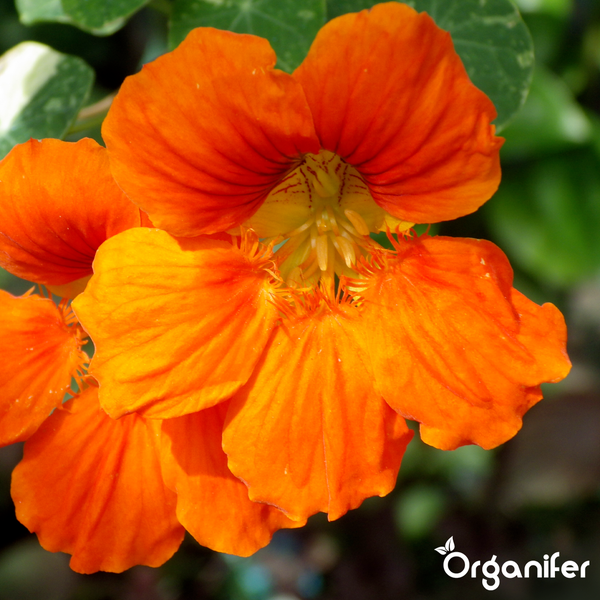 Nahaufnahme einer orangefarbenen Kapuzinerkresse mit grünen Blättern und Organifer Logo.