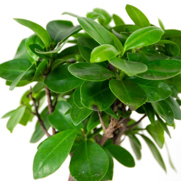 Bloomique - Ficus Ginseng - Bonsai Baum - Zimmerpflanzen - Pflegeleicht - Luftreinigend - Höhe 25-35 cm - Topf 15 cm