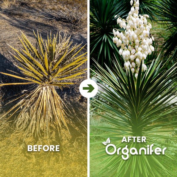 Vorher-Nachher-Vergleich einer Yucca-Palme mit Organifer Dünger. Links vertrocknet, rechts gesund und blühend. Organifer Logo.