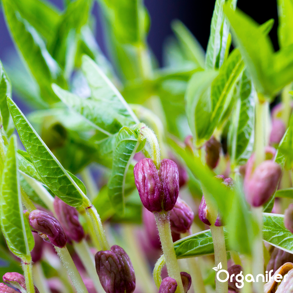 Nahaufnahme von wachsenden Organifer Keimlingen mit violetten Samenhüllen und jungen grünen Blättern.