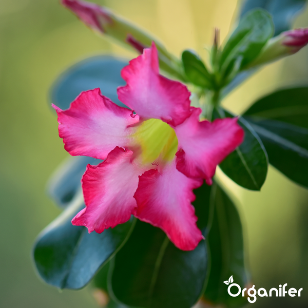Blühende Wüstenrose Adenium obesum mit Organifer Logo.