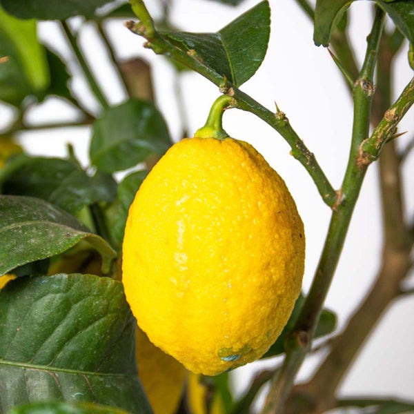 Citrus limon - Zitronenbaum - Obstbaum - Immergrün - ⌀21 cm - ↕70-80 cm