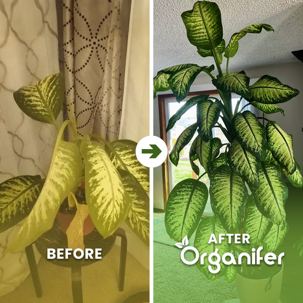 Vorher-Nachher-Vergleich einer Dieffenbachia-Pflanze mit Organifer. Links: verwelkte Pflanze mit gelben Blättern. Rechts: gesunde, große Pflanze.