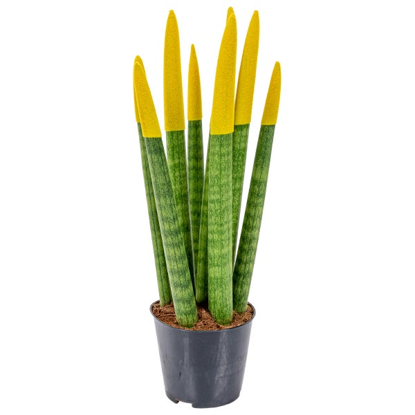 Bloomique - Sansevieria Velvet Touch - Schwiegermutterzunge - Bogenhanf - Zimmerpflanzen - Luftreinigend - Sehr pflegeleicht - 20-30 cm Hoch - Topf 9 cm