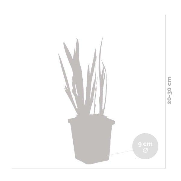 Iris 'Pseudacorus' – Gelbe Schwertlilie – Teichpflanze – Pflegeleicht – Zone 2-3 – ⌀9cm - ↕20-30cm