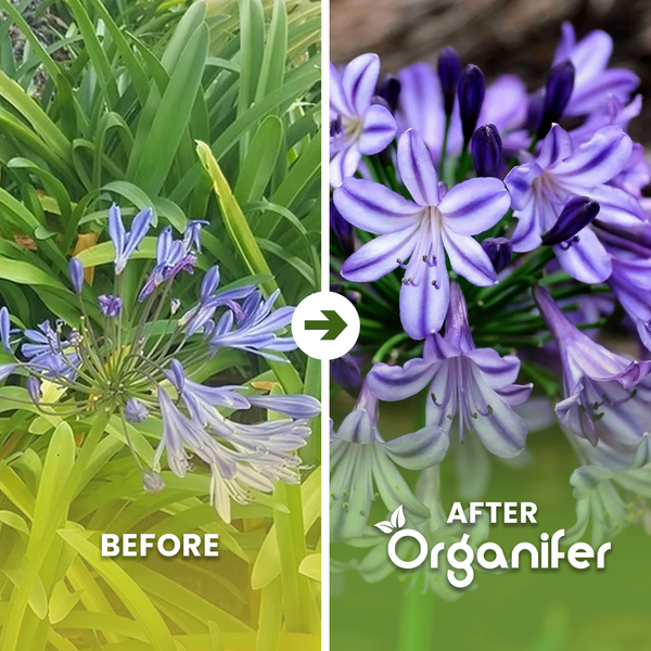 Vorher-Nachher-Vergleich einer Schmucklilie mit dichteren Blüten und kräftigeren Farben nach Anwendung von Organifer Dünger.