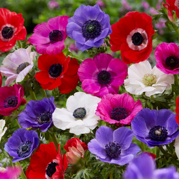 Bloomique - Mischung aus 50 - Anemone De Caen - Gartenanemone - Farbmischung - Blumenzwiebeln - Frühlingsblüte - mehrjährige Pflanzen - wird bis zu 20-25 cm groß