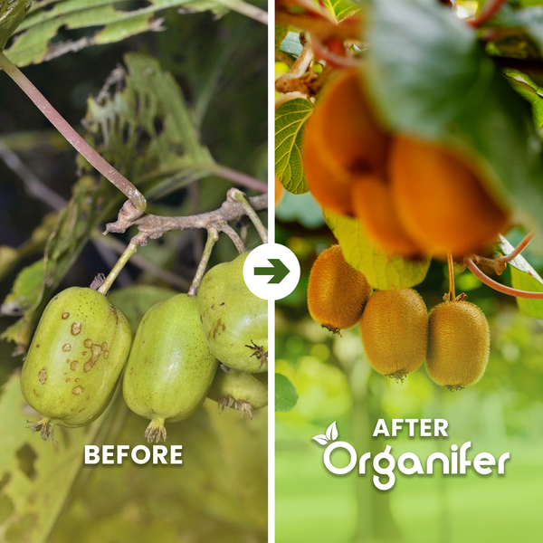 Drei reife Kiwis hängen an einem Zweig mit Blättern in einem hellen Garten. Organifer Logo.