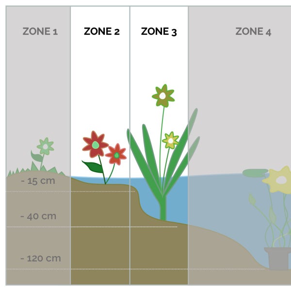 Iris 'Pseudacorus' – Gelbe Schwertlilie – Teichpflanze – Pflegeleicht – Zone 2-3 – ⌀9cm - ↕20-30cm