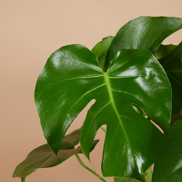Bloomique - 2er Set - Monstera Deliciosa - Fensterblatt - Zimmerpflanzen - Pflegeleicht - Luftreinigend - Höhe 70-80 cm - Topf 21 cm