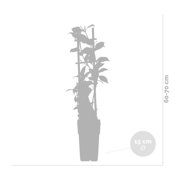 Glyzinie 'Alba' – Glyzinie – Weiß – Schlingpflanze – Pflegeleicht – ⌀15 cm – ↕60-70 cm