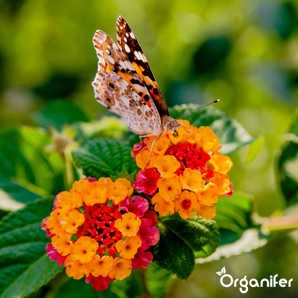 Schmetterling auf einer Wandelröschen-Blüte in einer hellen Gartenumgebung mit grünen Blättern. Organifer Logo.