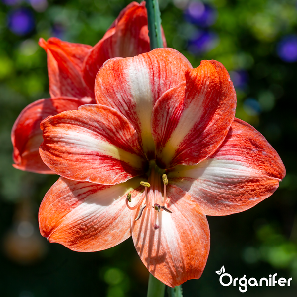 Amaryllis Blüte mit rot-weiß gestreiften Blütenblättern am grünen Stängel und Organifer Logo.