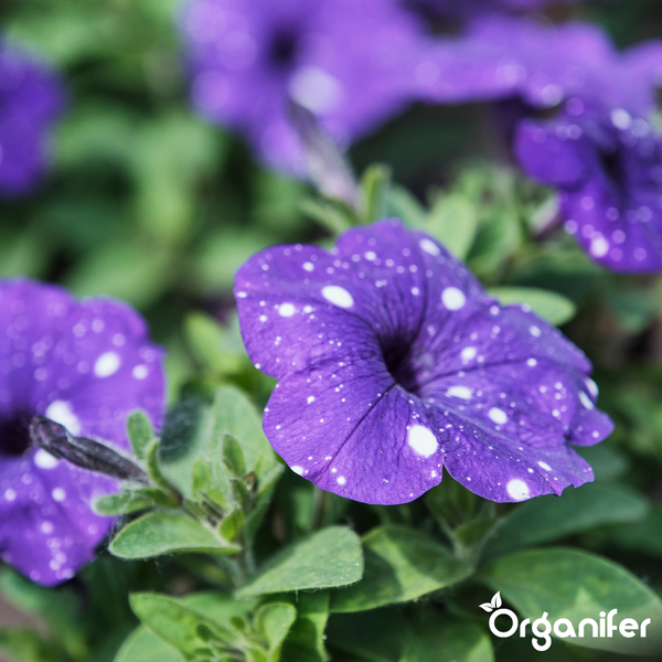 Nahaufnahme einer violetten Petunie mit weißen Punkten und grünen Blättern. Organifer Logo.