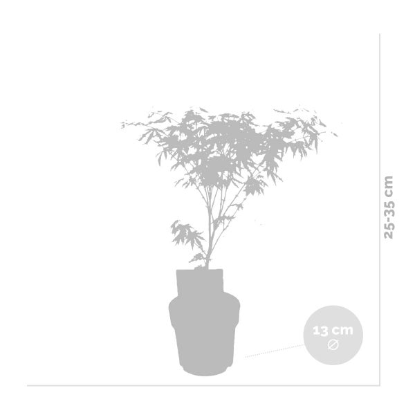 3x Acer 'Amagi Shigure' – Japanischer Ahorn – Strauch – Pflegeleicht – ⌀13cm - ↕25-35cm