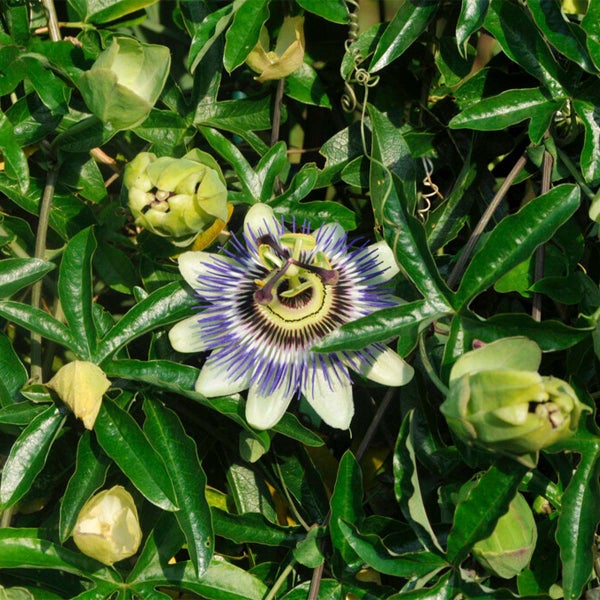 Passiflora caerulea – Passionsblume – Kletterpflanze – Winterheart – ⌀15 cm – ↕ 60-70 cm