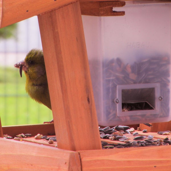 Vogel an einem Futterhaus aus Holz mit Futtersamen