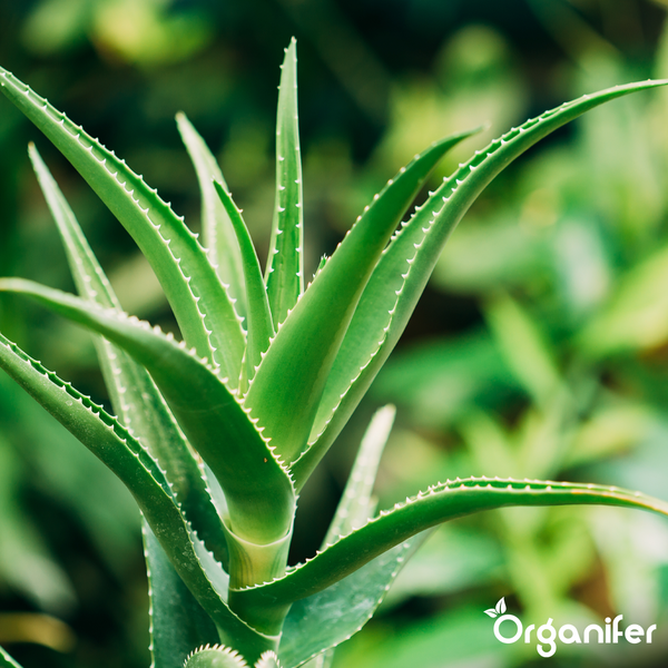 Nahaufnahme von Aloe Vera Blättern mit gezackten Rändern und Organifer Logo.