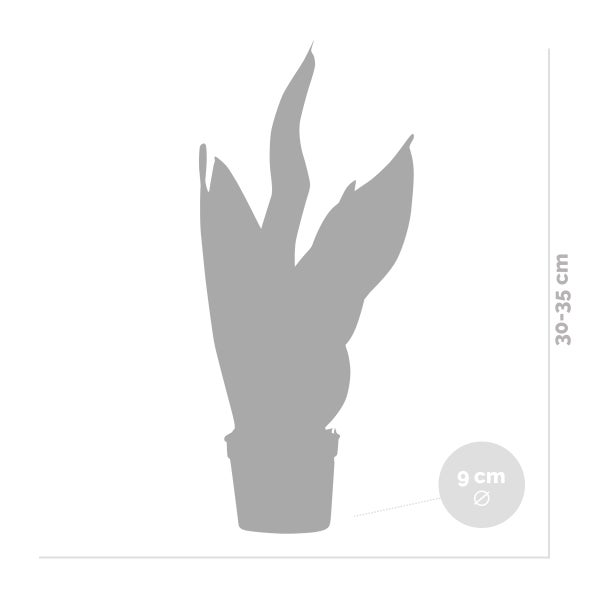 Illustration einer Zimmerpflanze im Topf mit den Maßen 30 bis 35 cm Höhe und 9 cm Durchmesser