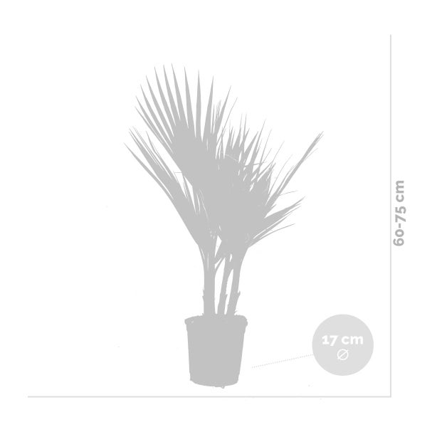 Bloomique - Washingtonia Robusta - Mexikanische Fächerpalme - Palme - Winterharte Balkonpflanzen - Gartenpflanzen Winterhart - Höhe 70-80 cm - Topf 17 cm