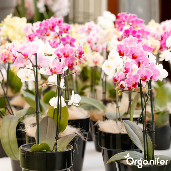 Phalaenopsis Orchideen in schwarzen Töpfen mit verschiedenen Blütenfarben und Organifer Logo.