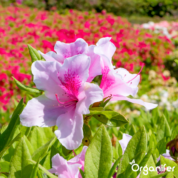 Rosa blühender Rhododendron mit grünen Blättern im Garten. Organifer Logo.