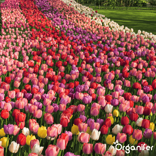 100 Tulpenzwiebeln - 5 farbenfrohe Sorten (XXL-Zwiebelgröße 12 cm/+) - Organifer