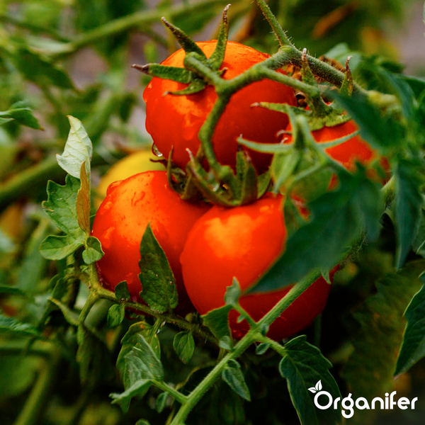 Reife Tomaten an der Pflanze mit Blättern. Organifer Logo.