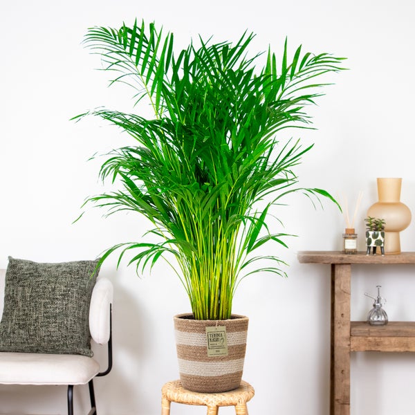 Dypsis Lutescens inkl. Jutekorb - Goldpalme - Wartungsfreundlich - ⌀21 cm - ↕100-110 cm
