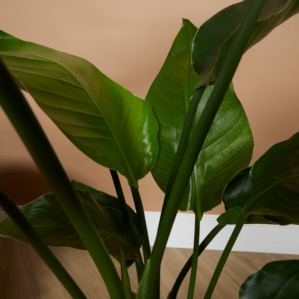 Bloomique - Strelitzia Nicolai - Strelitzie Pflanze - Paradiesvogel Pflanze - Paradiesvogelblume - Zimmerpflanzen Groß - Grünpflanzen Luftreinigend - Höhe 70-80 cm - Topf 21 cm
