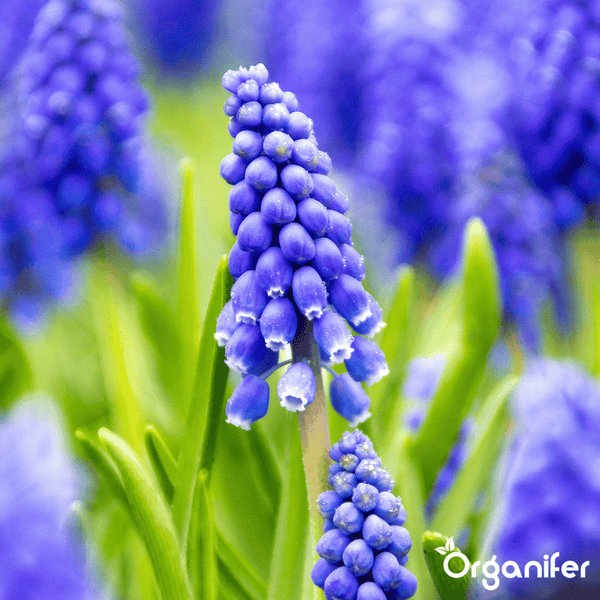 100 Muscari Armeniacum Zwiebeln (XXL-Zwiebelgröße 9/10 cm) - Organifer