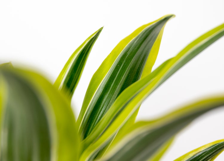 Bloomique - Dracaena Lemon Lime - Drachenbaum - Zimmerpflanzen - Luftreinigend - Sehr pflegeleicht - 20-30 cm Hoch - Topf 12 cm