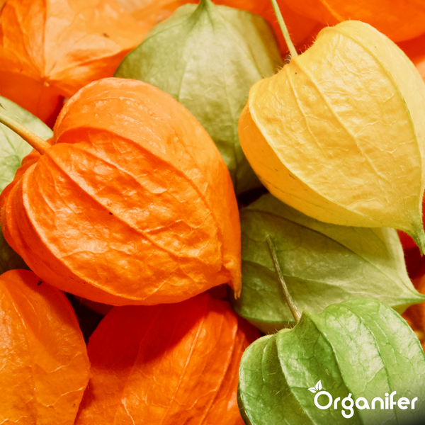 Nahaufnahme von Physalis-Früchten in Orange, Gelb und Grün mit Organifer Logo.