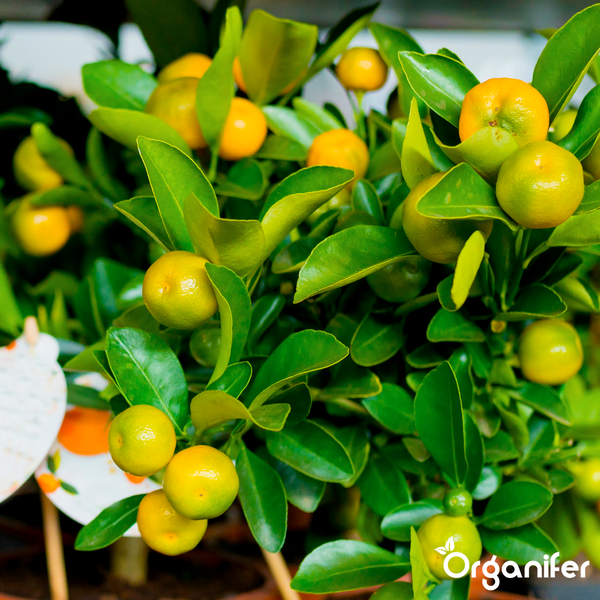 Calamondin-Pflanze mit kleinen Früchten und grünen Blättern. Organifer Logo.
