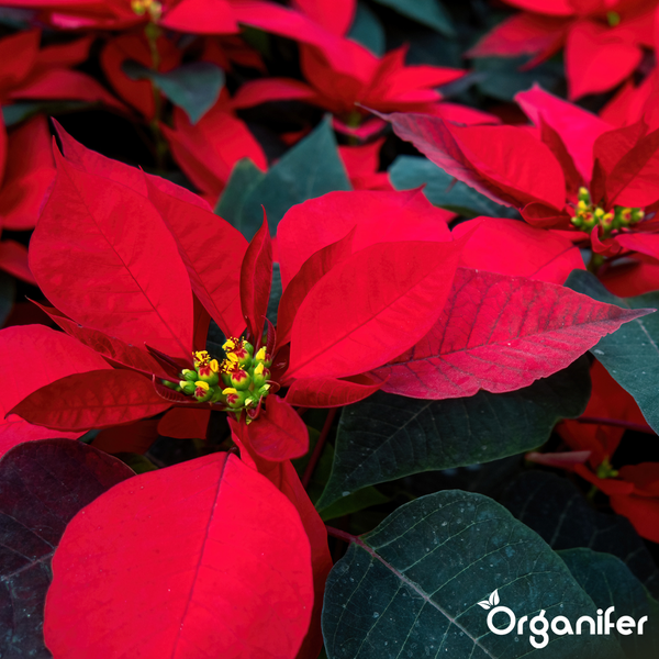 Weihnachtsstern mit roten Hochblättern und grünen Blättern. Organifer Logo.